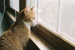 anna-maria-photography:  Clementine birdwatching. And looking