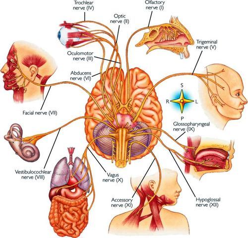 Cranial Nerves. The Harry Potter Way.