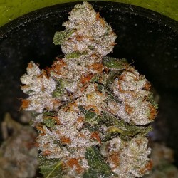 weedporndaily:  One of the few delicious strains I will be indulging
