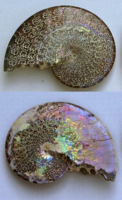 joias6:  lovely Ammonite with iridescent nacreous layers 