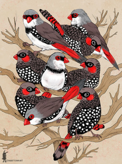 eatsleepdraw:  I love finches!  More of my work on my tumblr:
