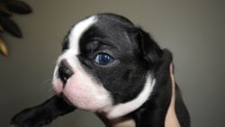 Cute little french bulldog puppys :)