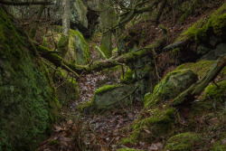 nattljuden:  Styrsö, Göteborg. © Paul Sutherland