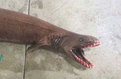 discoverynews:  ‘Living Fossil’ Frilled Shark Caught