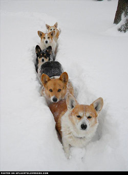 aplacetolovedogs:  Corgis In The SnowCorgi’s in the snow  Five