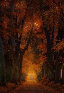 coiour-my-world:Autumn Alley - Kurfürstenallee ~ Michael Boehmlaender