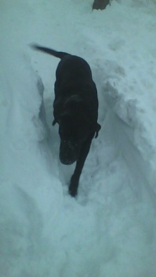 kiryuujoshua:  look at my dog enjoying himself in the snow. look