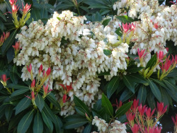 florealegiardini:  Pieris Japonica (Japanese Pieris) ~  Odile