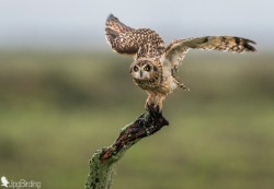 superbnature:  Short-eared owl (Asio flammeus) by josepesquero