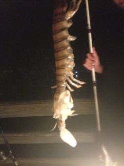sixpenceee:  GIANT SHRIMP FOUND OFF THE COAST OF FLORIDA An enormous