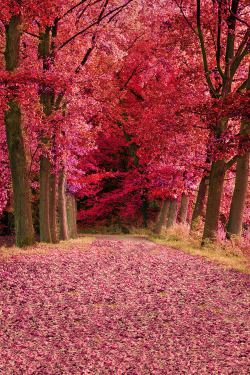 plasmatics-life:  Autumnal Evening Forests ~ By Christian Berding