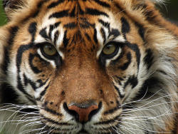 wtwtare-blog: Sumatran tiger
