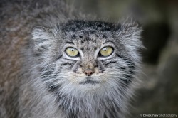 A wonderful looking little Pallas’ Cat named Tula at WHF Big