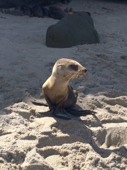 awwww-cute:  little sea lion who posed for us at the beach