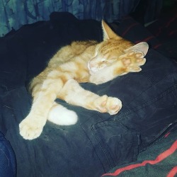 I think I assembled my cat wrong…. https://www.instagram.com/p/BoSOSUPH5E-/?utm_source=ig_tumblr_share&igshid=16knuhutbblzy