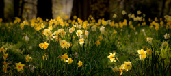 outdoormagic:  Daffodils by Pete Prue on Flickr. 