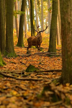 wonderous-world:  When the Woods were Young by Jan Pusdrowski