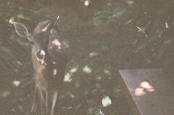 • Little Deer • on We Heart It. http://weheartit.com/entry/83872875