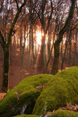 sublim-ature:  Light by Holger Glaab 