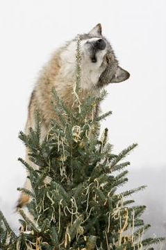 wolveswolves:  Wolves enjoy a treat-covered Christmas tree at