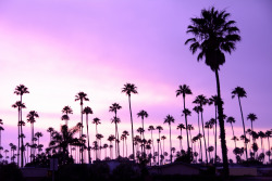 luvvs1c:   	Palm Trees por Mick Tursky    	 