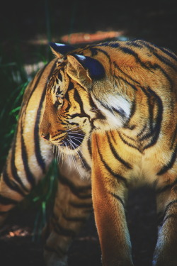 ikwt:    Golden Tiger Cub (patrick strock) | instagram 