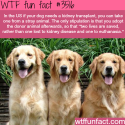 wtf-fun-factss:  If your dog needs a Kidney transplant in the
