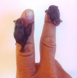 horrorpunk:   → I Don’t Care What You Say, Baby Bats Are