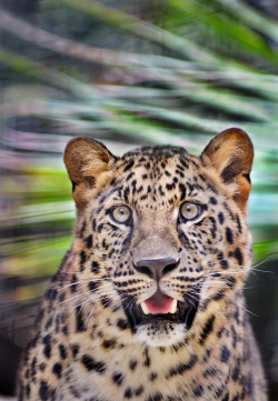 llbwwb:  Amur amore (by Stinkersmell)