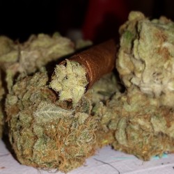 weedporndaily:  The PineappleExpress Calyx Blunt. Nothing but