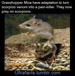 ultrafacts:  The Grasshopper mouse is a carnivorous rodent, dining
