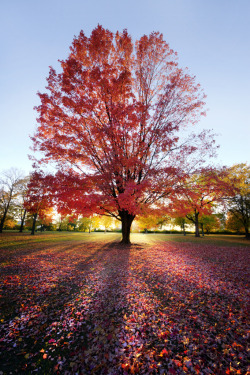 travelingcolors:  Autumn Tree, Schaumburg | Illinois (by Richard