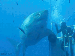 beans345:  asapscience: Hi Five with the largest great white
