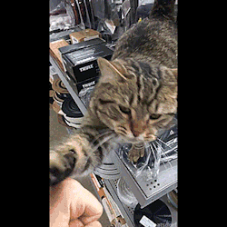 thenatsdorf:Friendly cat at a job site. (via inspectorPK)