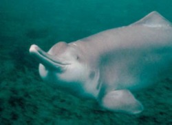 Baiji river dolphin, extinct in 2006…