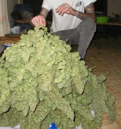 pineconeherb:  Lot’s of marijuana  http://dld.bz/dUMbg