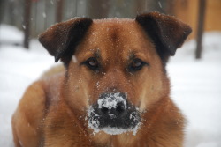 handsome dogs for you in these trying times