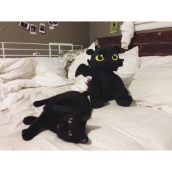 babym-oths:  Best picture of my cat and my new Toothless Build-a-Bear.