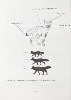 nemfrog:  Fig. 12. Physical characteristics of the swift fox.