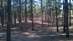 I went on a hike today and Colorado’s perfect fall weather