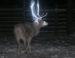 sixpenceee:  Finnish reindeer herders have found a new way of
