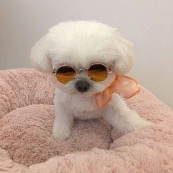 esyroclothes:  GET HERE THE NEW FASHION GLASSES FOR SMALL PETSONLY