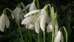 Snowdrop are opening. Spring is coming!
