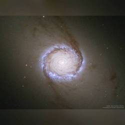 Spiral Galaxy NGC 1512: The Nuclear Ring #nasa #apod #esa #hubble