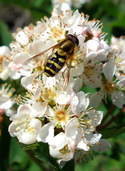 mountrainiernps:  At Mount Rainier, hover flies like this one