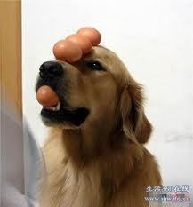 surfdog2000:  skullwizard:  chaseoddity:  Eggs on Dog  IAN  its