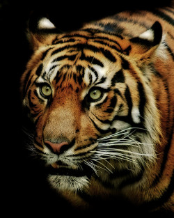oculi-ds:  Sumatran Tiger by Natalie Manuel     