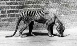 redhousecanada:  Tasmanian Tiger in captivity, circa 1930, shortly