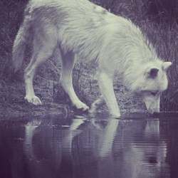 Its mid-week, animals #wolfwednesday #awhooo #wolfknives #wolf