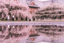 todayintokyo:Cherry blossoms and reflections in Nara, as seen